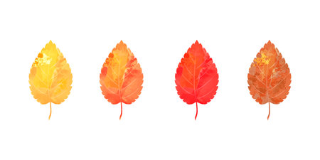 Autumn leaf isolated on whiteの写真素材