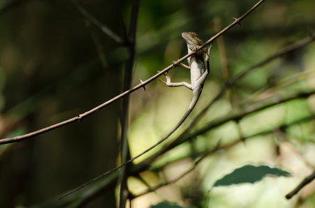 Hanging dragon の写真素材
