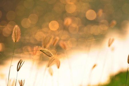 Morning light with grasses の写真素材