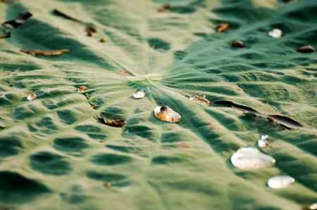 Water drop on giant lotus leaf の写真素材