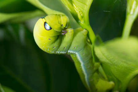 caterpillar in the green leave