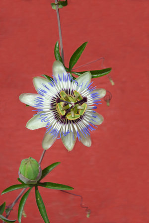 Blue passion flower and red wall as backgroundの写真素材