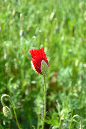 Open poppy bud in the fieldの写真素材