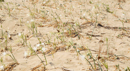 Beach landscape with sea daffodil known as sand lilyの写真素材