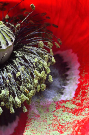 Macro view of filaments, anthers and pollen grains of a poppyの写真素材
