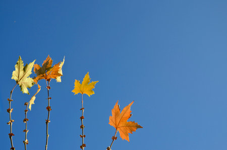 Plane tree leaves with blue sky for background.の写真素材