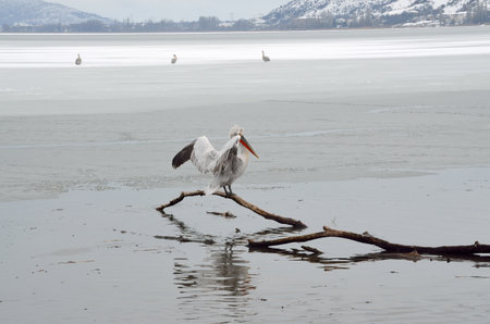 Pelican in half frozen lakeの写真素材