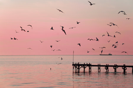 Shapes of flying gulls at sunsetの写真素材