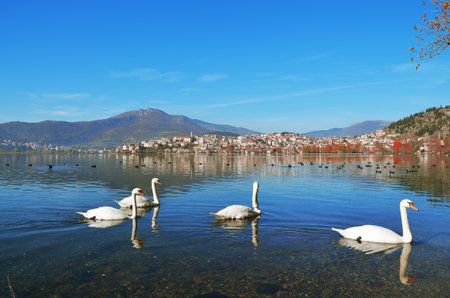 Swans swimming in lake Orestiada , Kastoria Greeceの写真素材