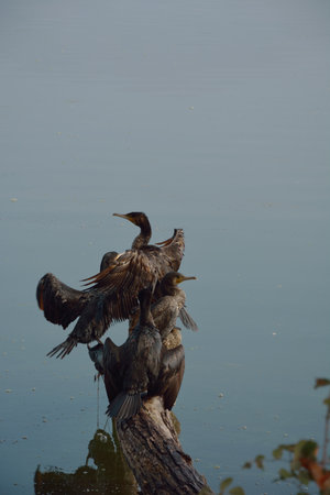 Cormorants on a branch drying their wings at lake Orestiada in Kastoria,Greeceの写真素材