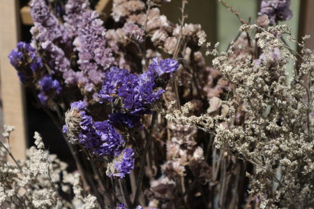 Dry flower with blur backgroundの写真素材