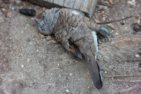 Small bird diedの写真素材