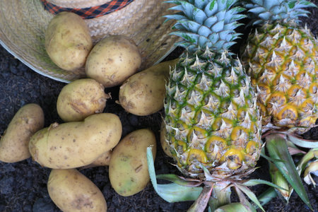 Fresh organic potatoes with two pineapples and farmer's hat on soil.の写真素材