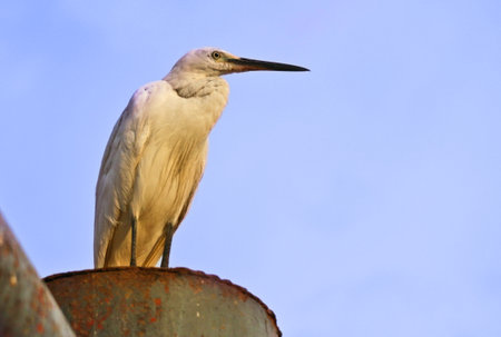Seagull with sky backgroundの写真素材