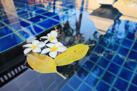 Flower and leaves with blur tree reflect picture on smiming pool の写真素材