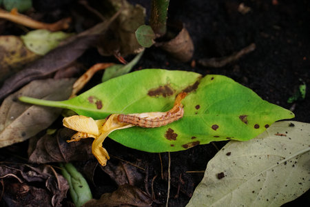 Close up worm on leaf.