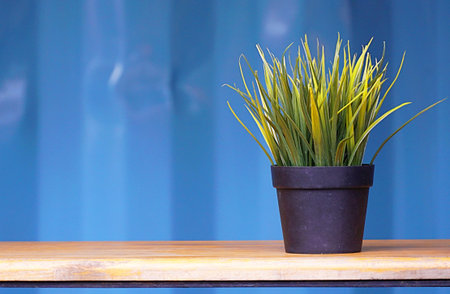 Grass in black pot on the table picture have space for idea.の写真素材