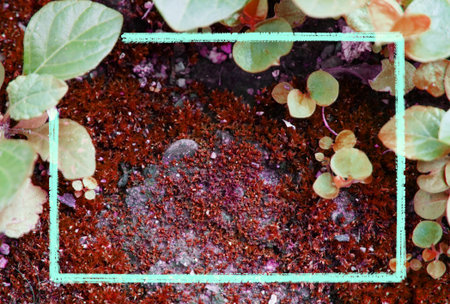 Green frame on leaves and small plant background , autumn theme.