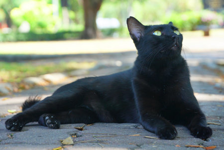Black cat sit on ground and look upの写真素材