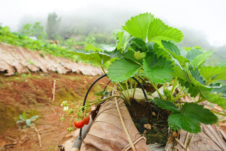 Strawberry farm with bcakground moutain and cloudy skyの写真素材