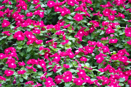 Red flower garden backgroundの写真素材