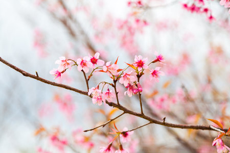 Wild Himalayan Cherry Blossom on White Backgroundの写真素材