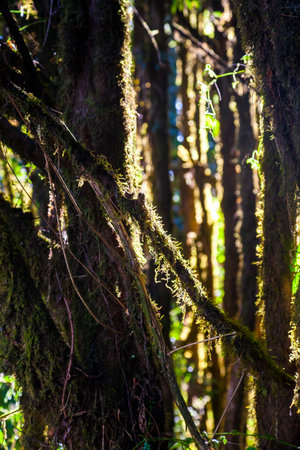 Mos on Tree in the Tropical Forest
