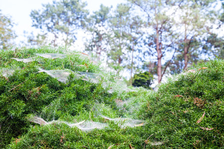 Close Up Beautiful spider web on green bush