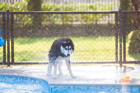 Siberian Husky Shake Off the waterの写真素材