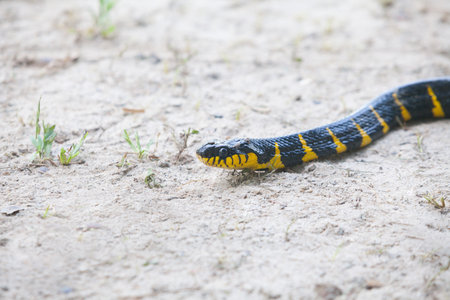 Close up of Mangrove snake creeping on white sandの写真素材