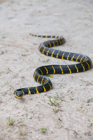 Close up of Mangrove snake creeping on white sandの写真素材