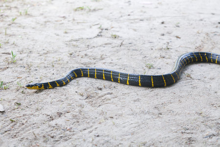 Close up of Mangrove snake creeping on white sand