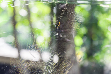 Golden Silk Orb-Weaver Spider (Nephila Pilipes) on the Web in south of Thailand.の写真素材