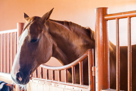 Brown Horse in the Stableの写真素材