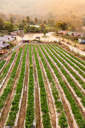 Landscape of Fresh Strawberry fruits Farm and Row of Strawberry Plantations in the morning lighting with Nature among the Mountain, Thailand.の写真素材