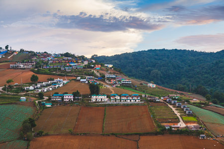 Landscape of Chinese Cabbage Farm at North of Thailandの写真素材