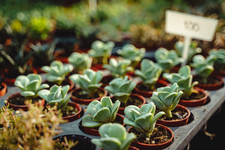 Small Echeveria Plant Succulents in Brown Pots with Rim Lighting from Sun at Garden.の写真素材