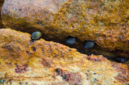 seashell on stone