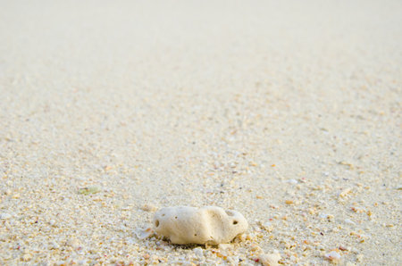 Coral and beach