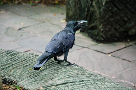 raven blackの写真素材