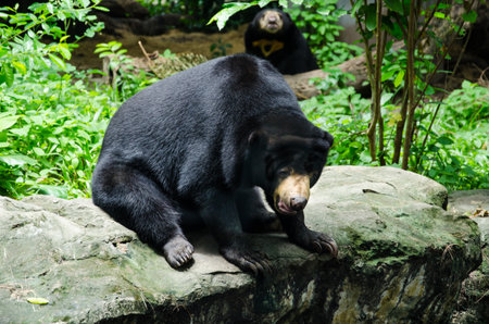 black bearの写真素材