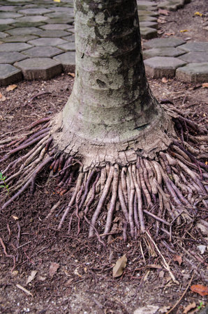 roots treeの写真素材