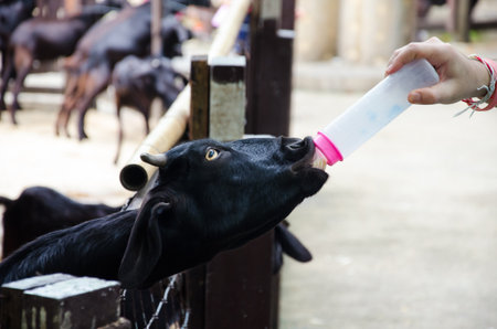 black goat feeding milkの写真素材