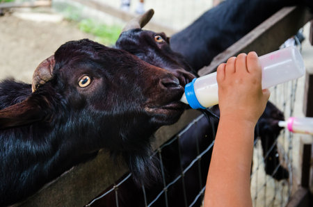 black goat feeding milkの写真素材
