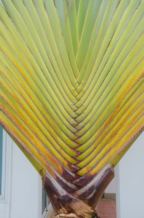 Banana blowの写真素材