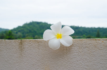 Frangipaniの写真素材