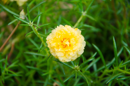 yellow Common Purslaneの写真素材