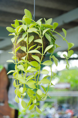 Dischidia nummularia Variegataの写真素材