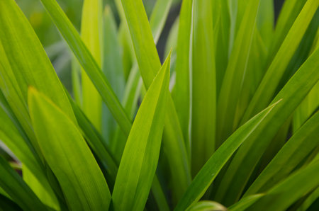 Pandanの写真素材