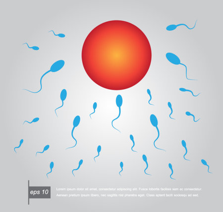 Vector spermatozoons, floating to ovuleのイラスト素材